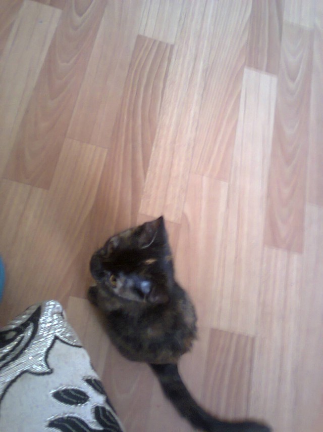 Новогодний котовторник,05.01.16.