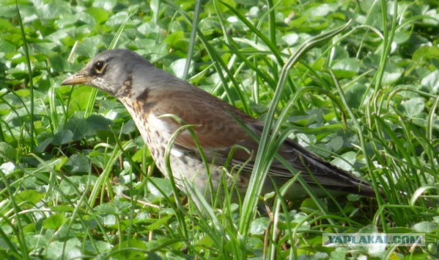 Каких птиц вы видите в городе?