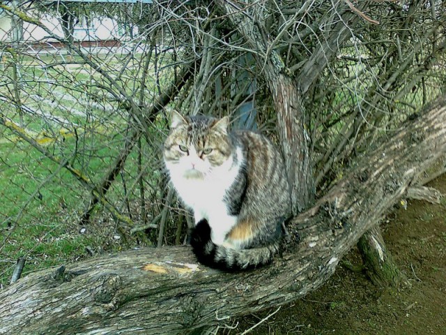 Крымские коты.