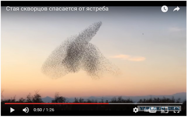 Стая скворцов спасается от ястреба