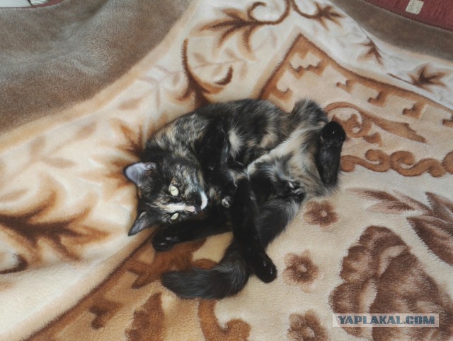 Коты и Кошки