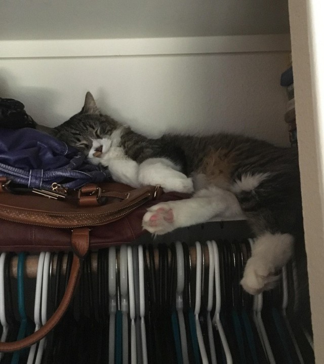 Коты и Кошки