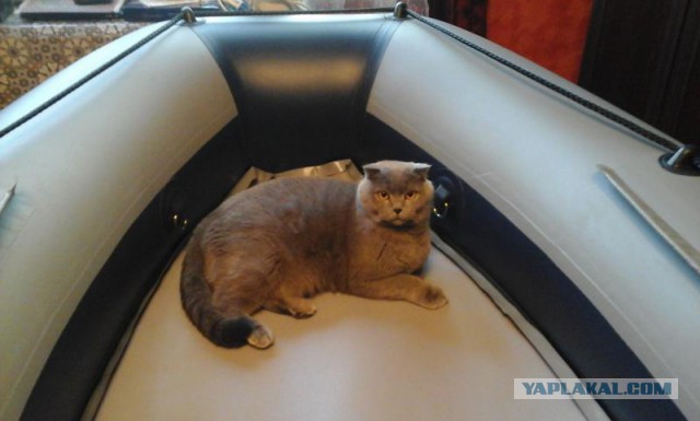 Любимец севастопольских моряков кот Боцман на полгода сбежал в Сирию