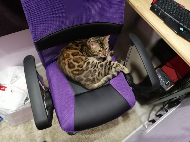 Котовторник!