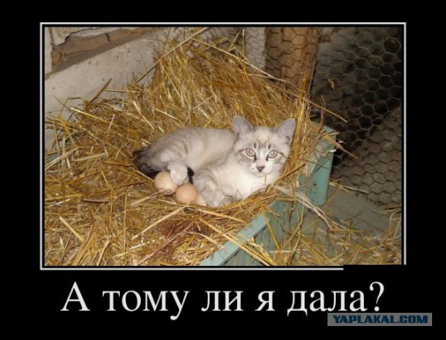 Подборка интересных и веселых картинок