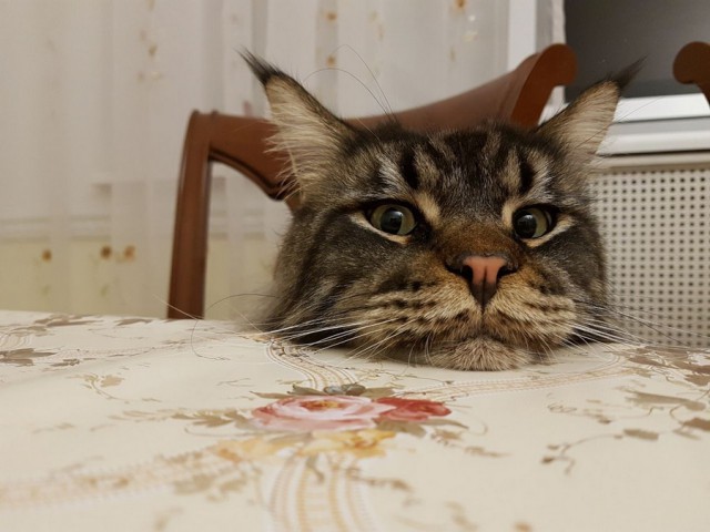 Прикольных котов пост