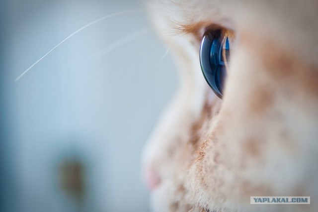 Котовторник на 22 июня