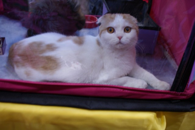 Выставка кошек