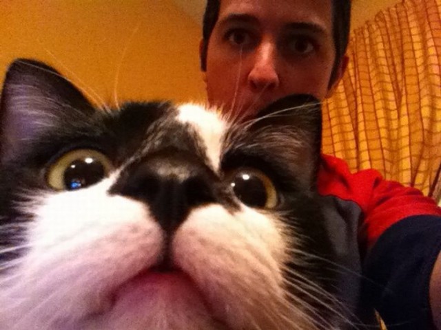 Котовторник! 11.10.11