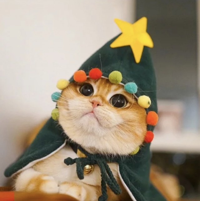 Прикольных котов пост