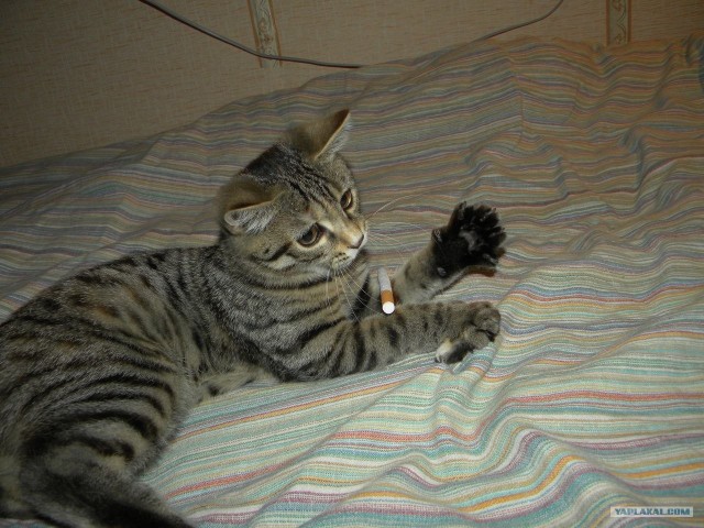 Котовторник 27.03.2012