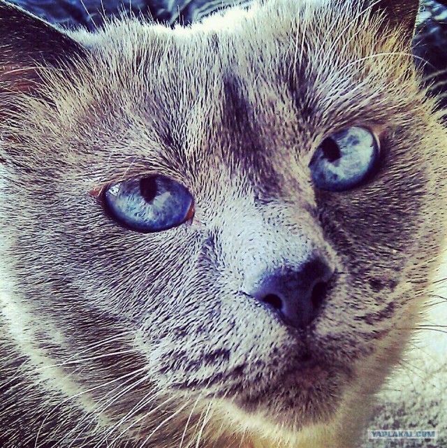 Котовторник 17.04.2012