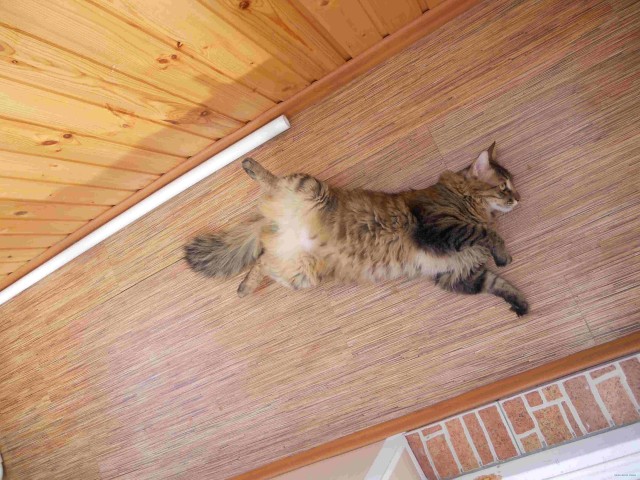 Котовторник 29.05.2012