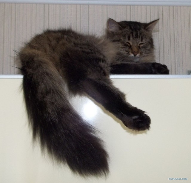 Котовторник 31.07.2012 г.