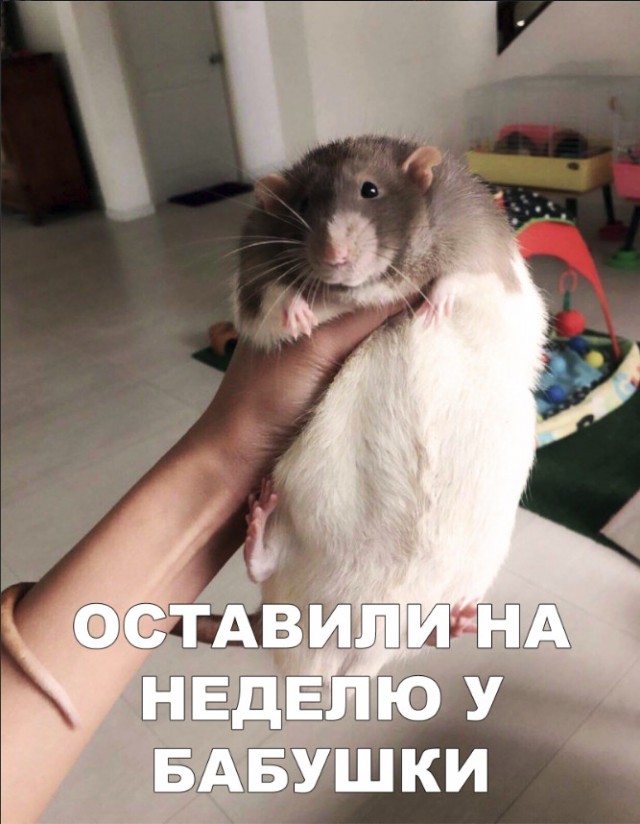 Милые животные. Мимиметр сломался