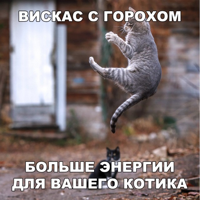 Забавные фото котеек