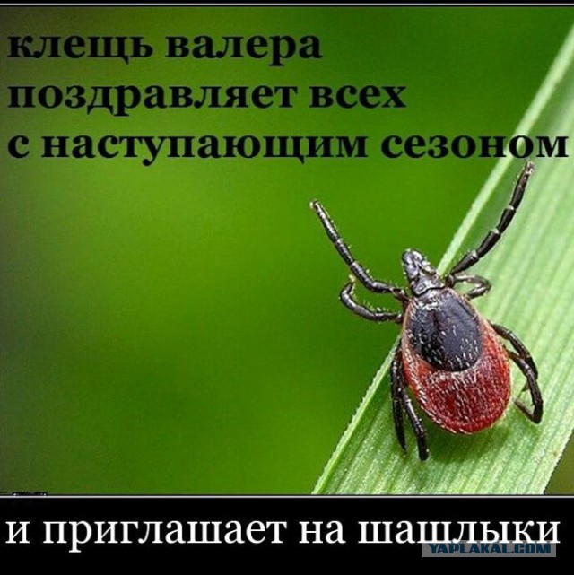 Чую запах шашлыка, скоро май!
