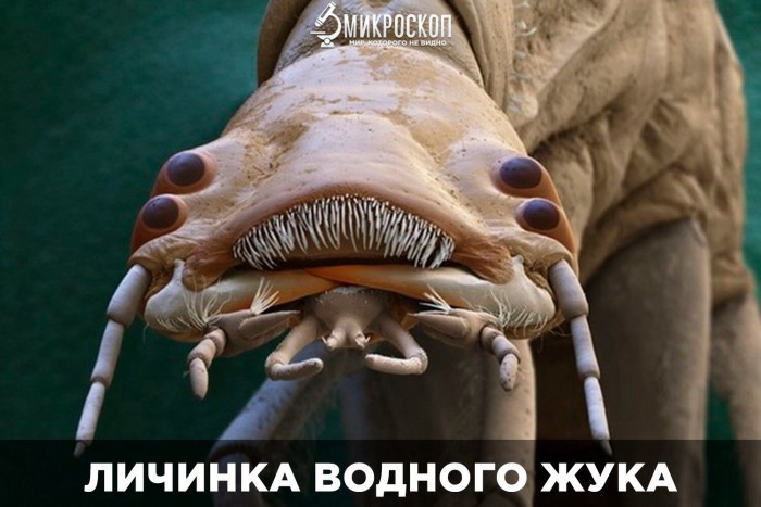 В Антарктиде найдены останки крупнейшего морского монстра на Земле