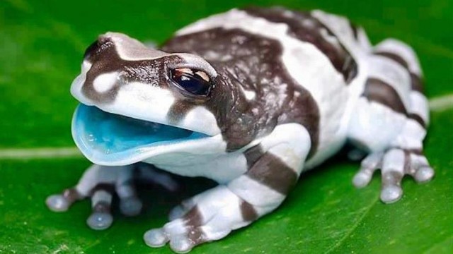Живность из сети