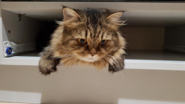 Как объяснить коту, что...