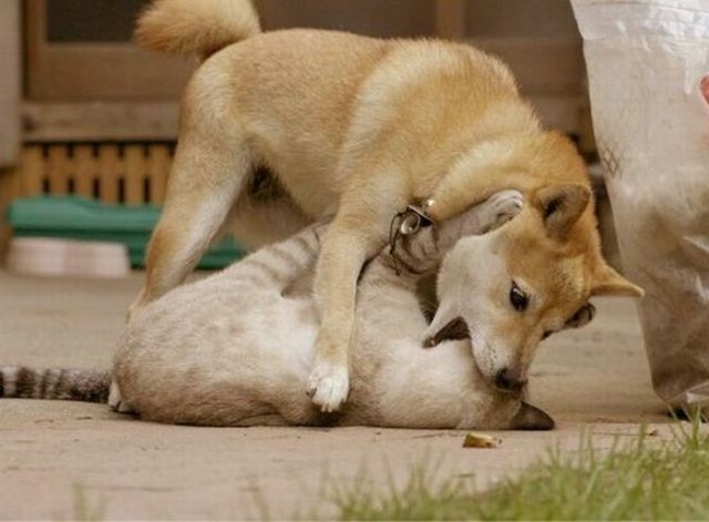 Уже не котовторник, но еще и не собакочетверг