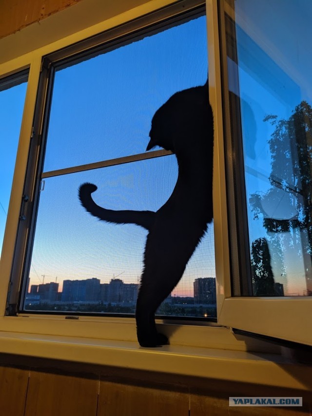 Котовторник 14.07.2020