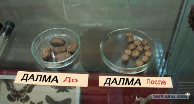 Удивительное рядом