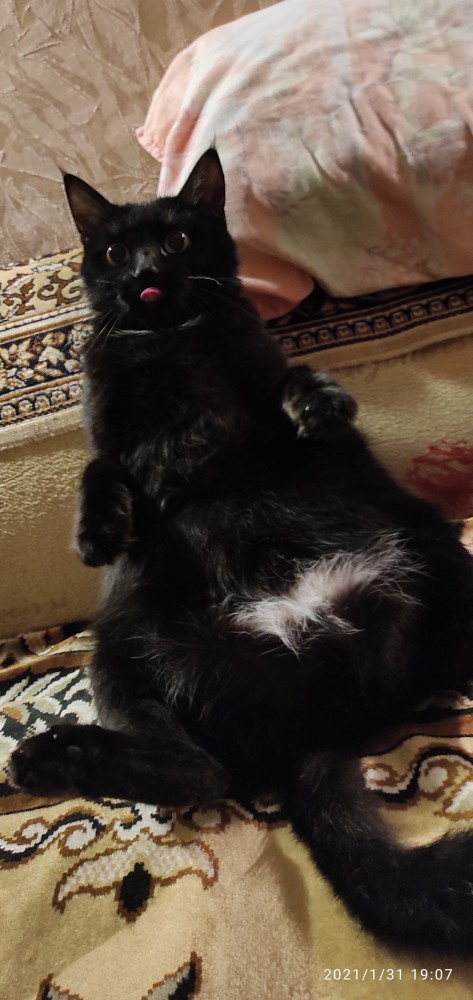 Котовторник. Добавляйте своих