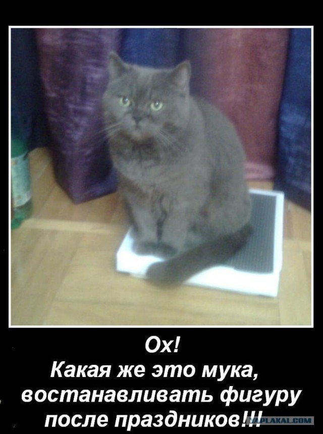 Лучшие коты 2010 года!