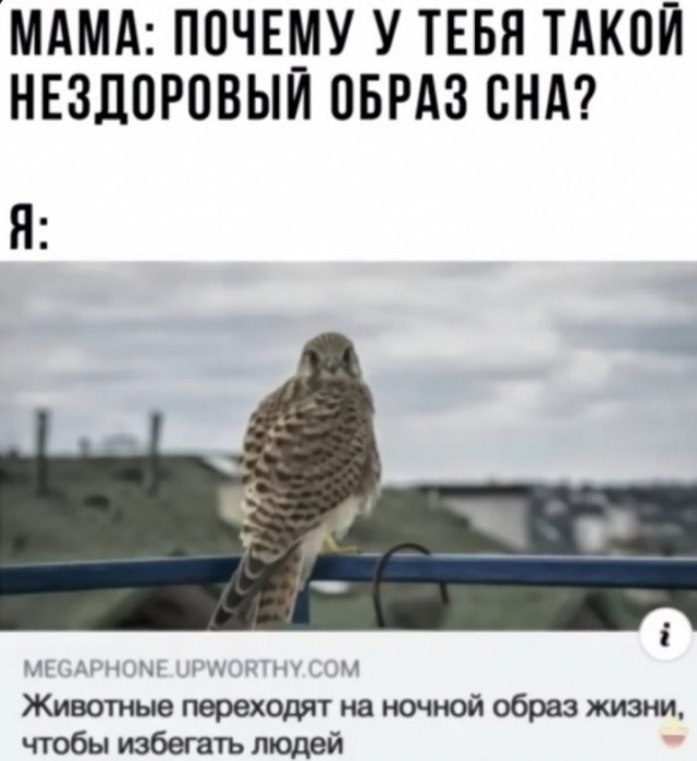Картинки и мемы для настроения 01.06.2021