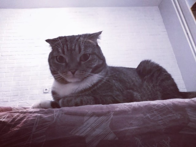 Котовторник же очередной