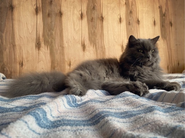Котовторник же очередной