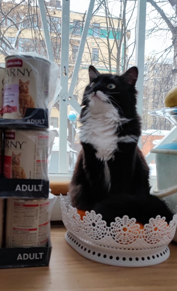 Котовторник