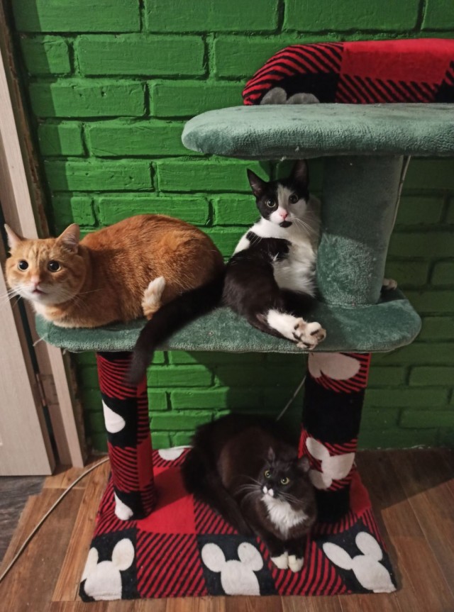 Котовторник. Королева помойки