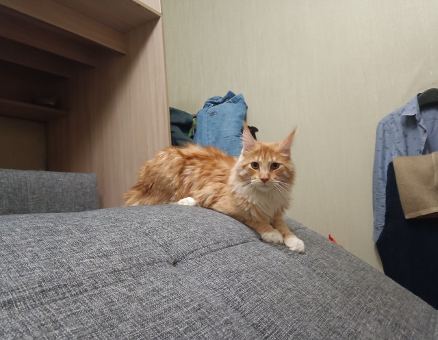 Кошка