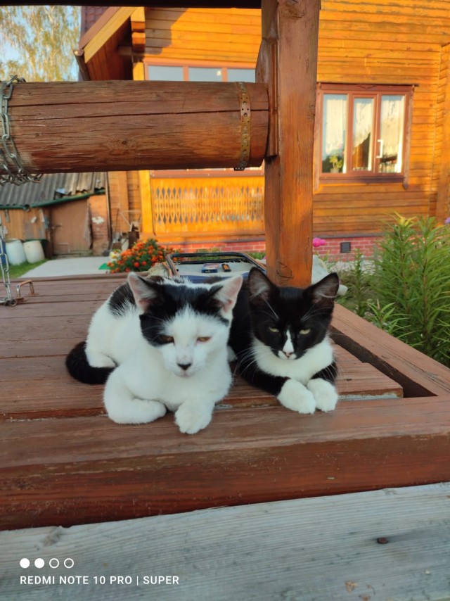 Мой Песдюк