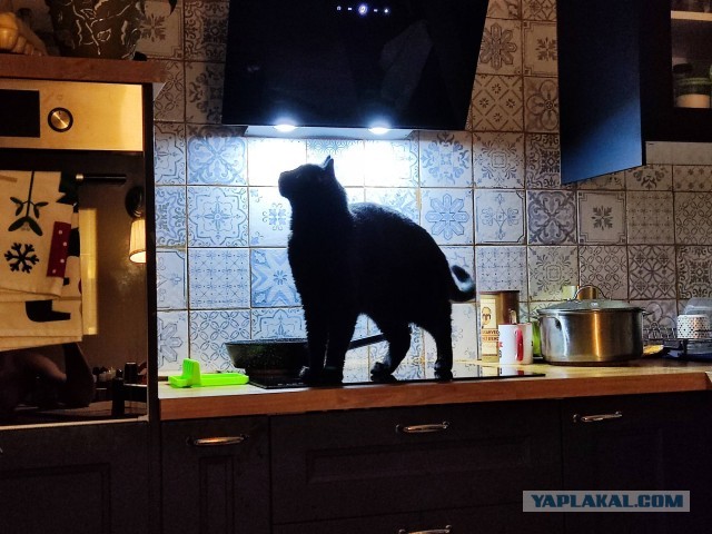 Коточетверг!