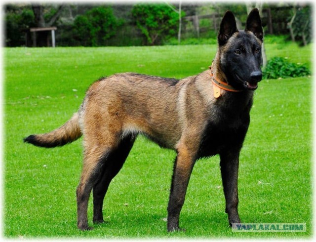 Проблема с собакой соседей.