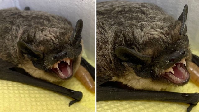 Литературный конкурс "Три Кокоса" — это вам не шутки!