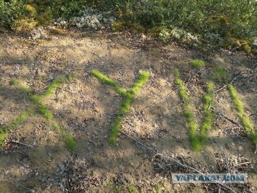 Выросло слово