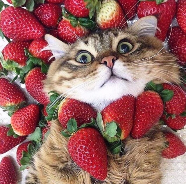 Котовторник в картинках
