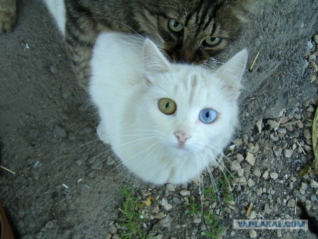 Котовторник 04.06.2013