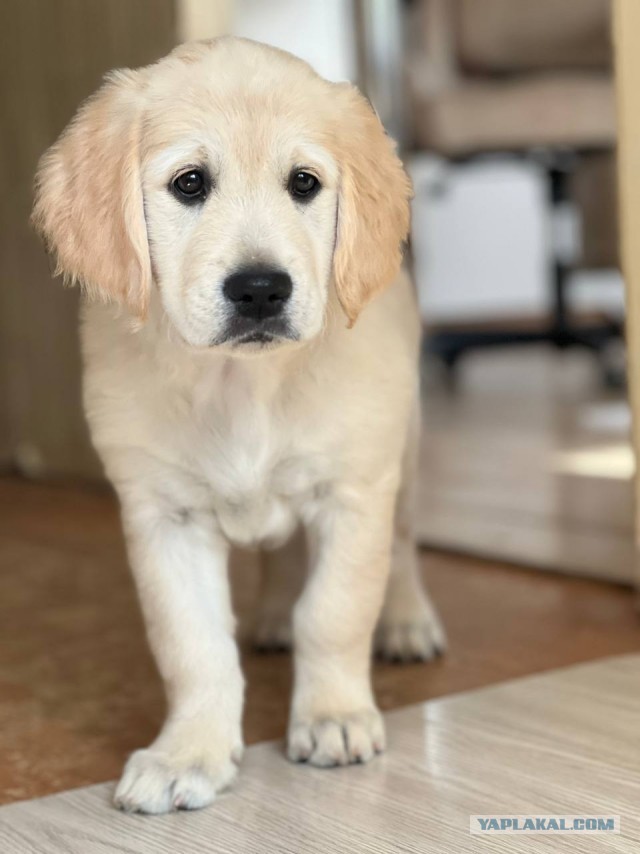 Золотистые балбесы