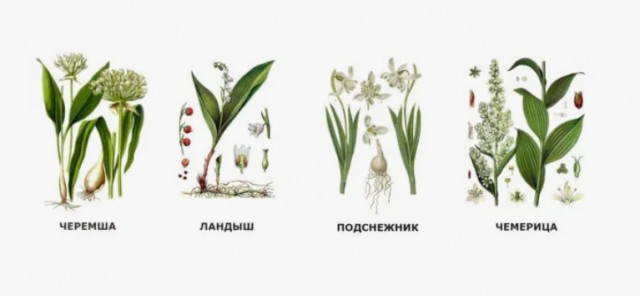 Любителям черемши.