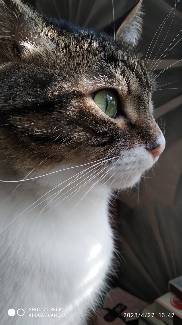 Моя жена не умеет фоткать кота