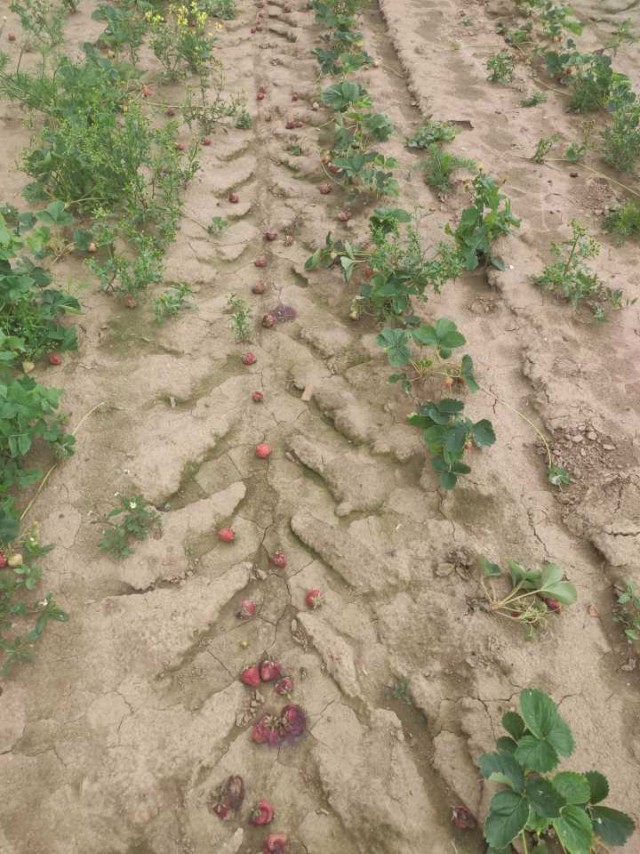 Доколе будут продавать гниль?