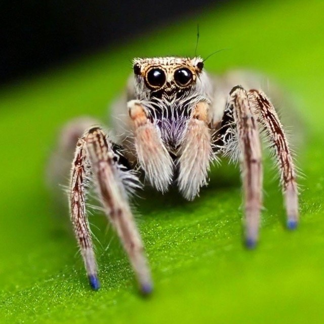 Мимимишный паучок.