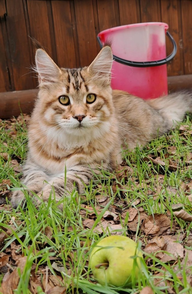 К котовторнику)
