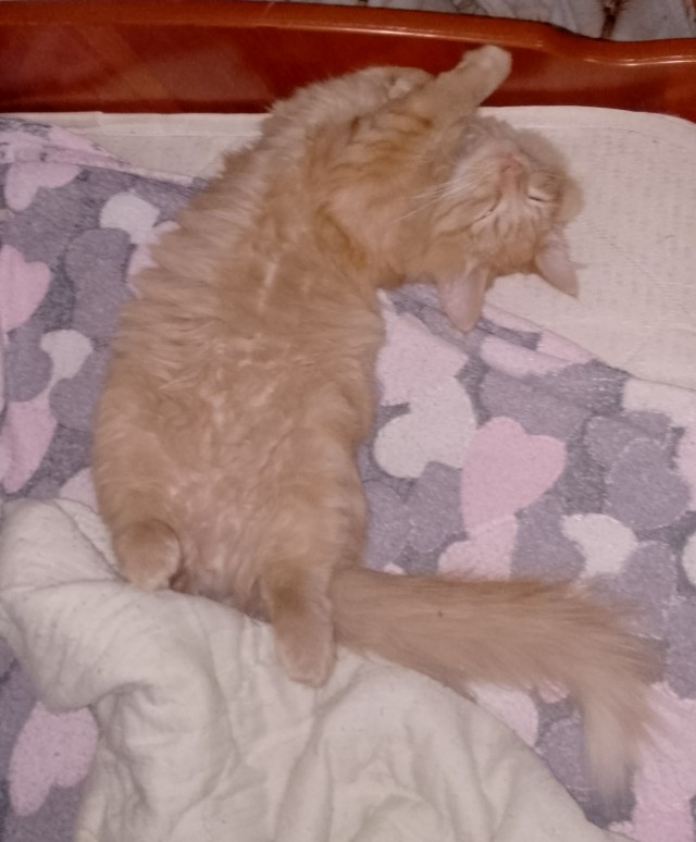 Котовторник 21.10.2025