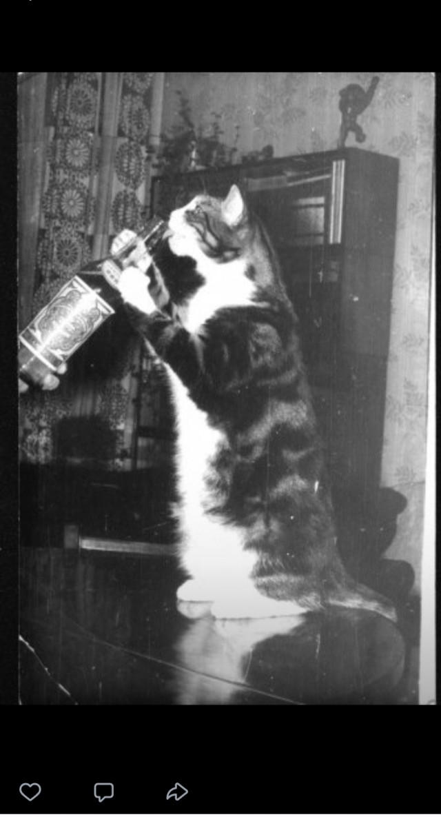 А котовторник уже пришёл?